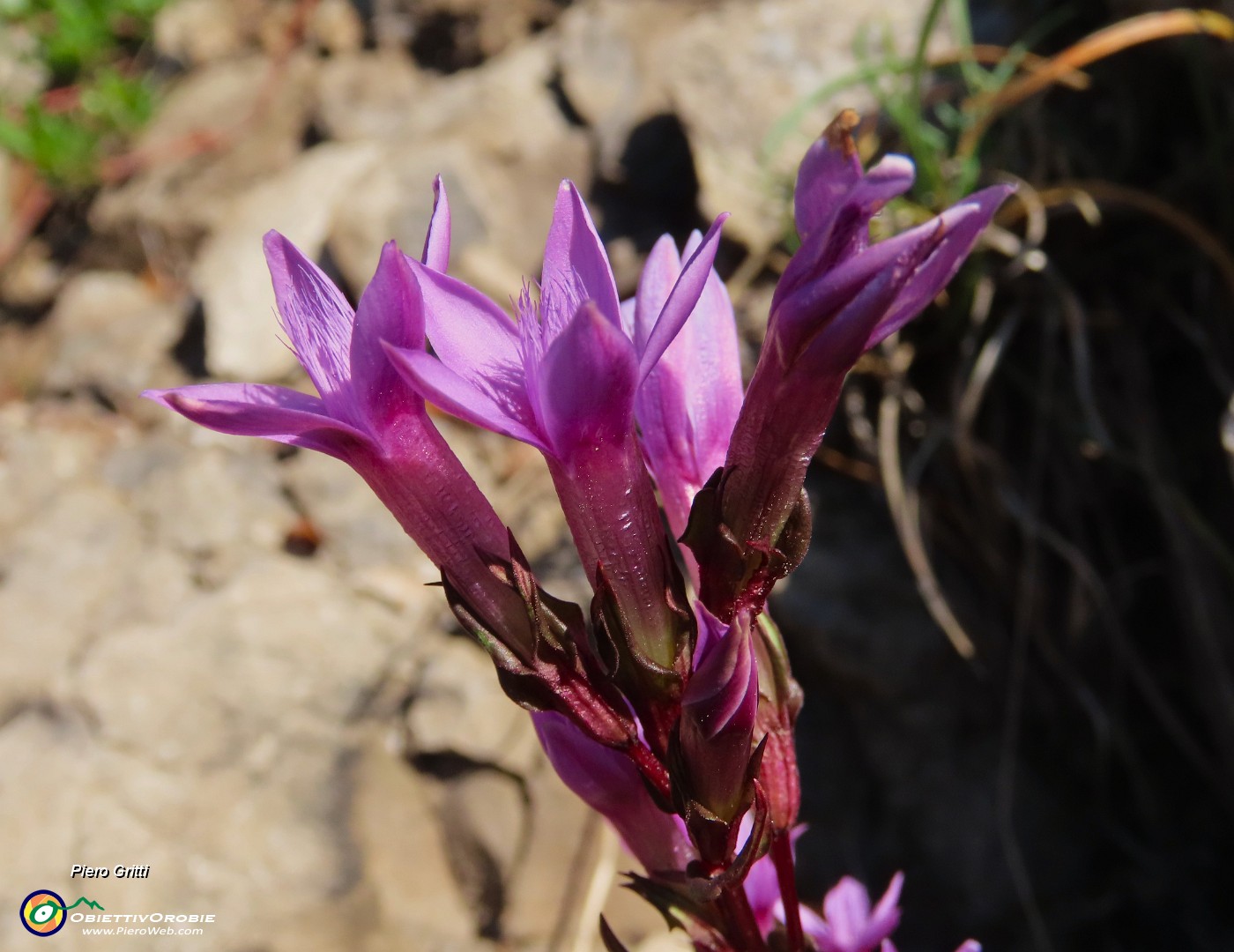21 Gentianella anisodonta - Genzianella anisodonta baciata dal sole.JPG